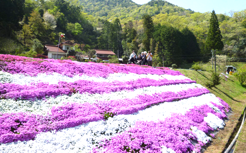 4月 芝桜観賞 4月 芝桜観賞